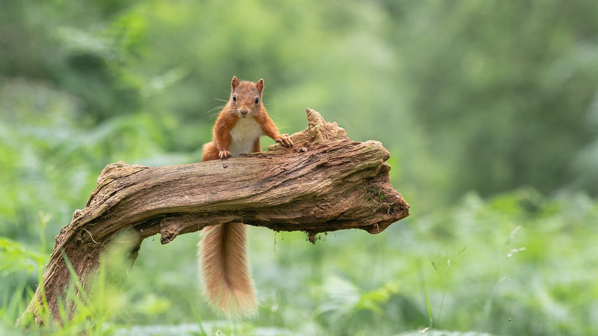 九游官网入口充值-基层足球缺乏长效机制，足球训练存在的问题