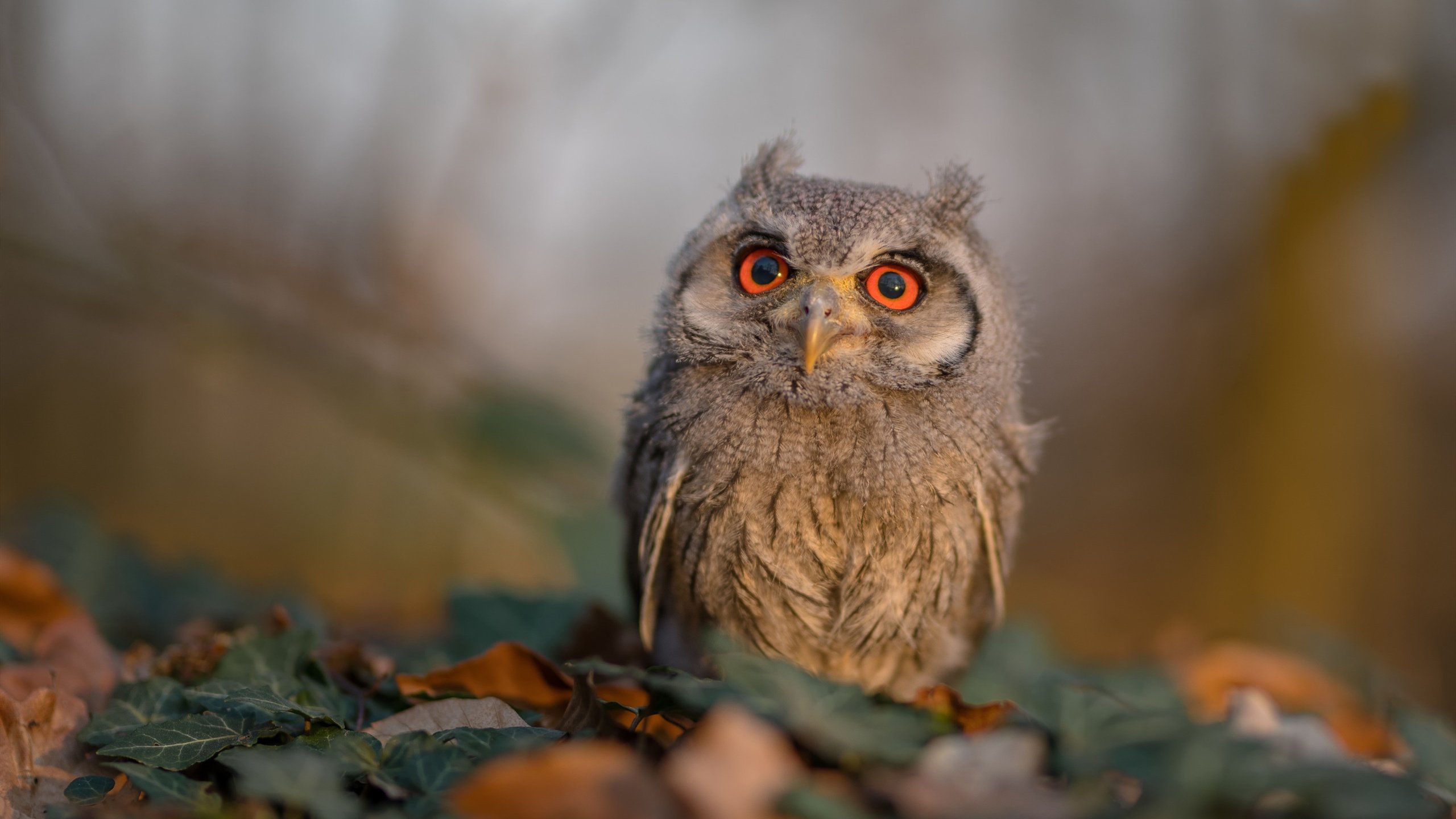 九游官网入口注册-女子蛙泳前程分段对比出炉，女子蛙泳冠军是谁