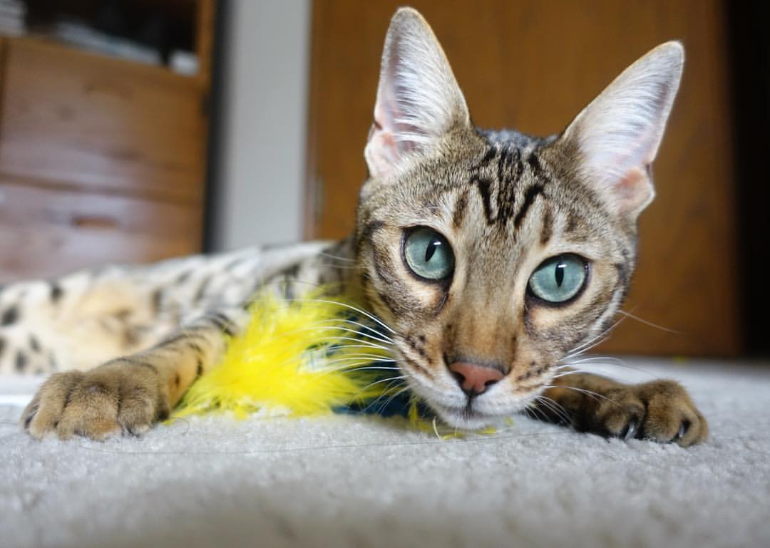 九游体育下载-球队从落后到反超的节奏控制细节，足球落后反超