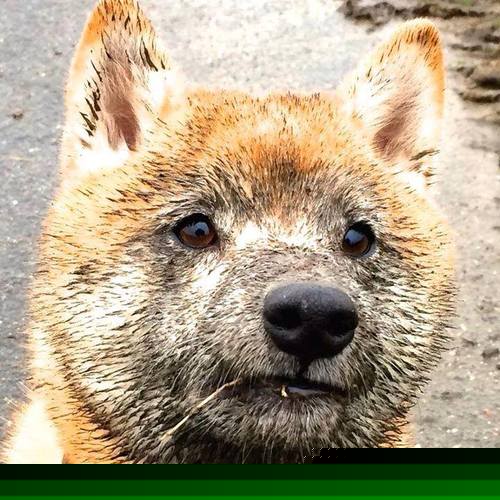 九游体育-罗马尼亚队在国际乒联混合团体世界杯的表现如何？，罗马尼亚乒乓球混双排名