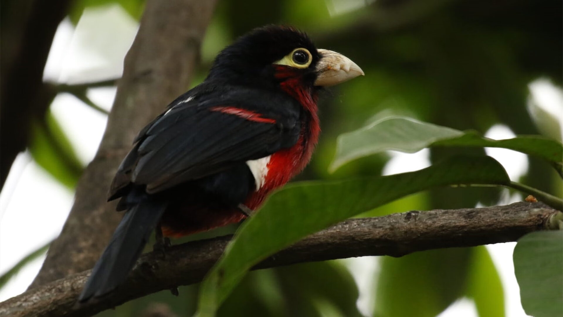 九游官网入口-CBA裁判管理改革提升执法专业性和透明度，cba的裁判归谁管