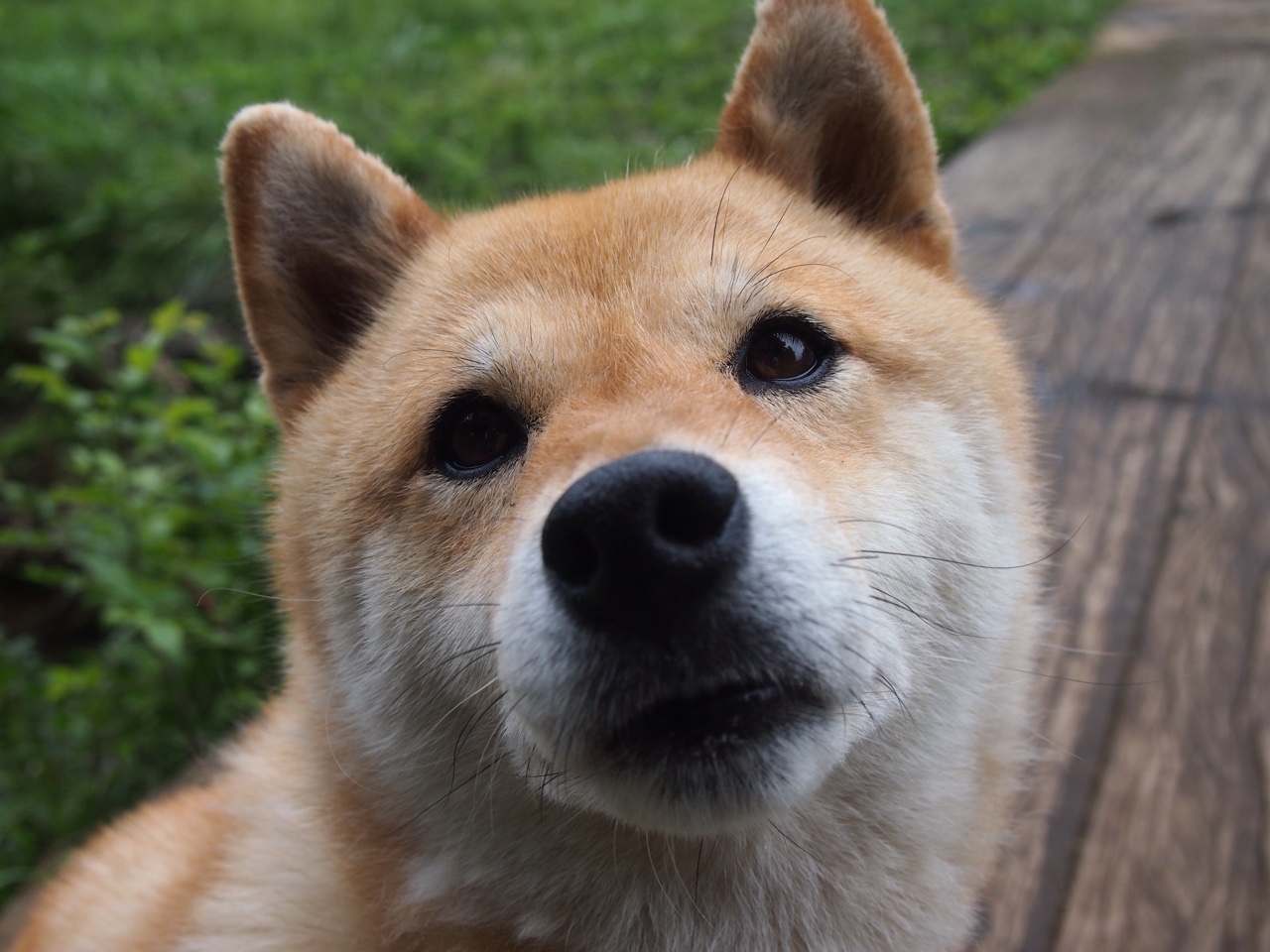 九游官网入口-张雨霏复出后状态迅速回暖，张雨霏神仙颜值