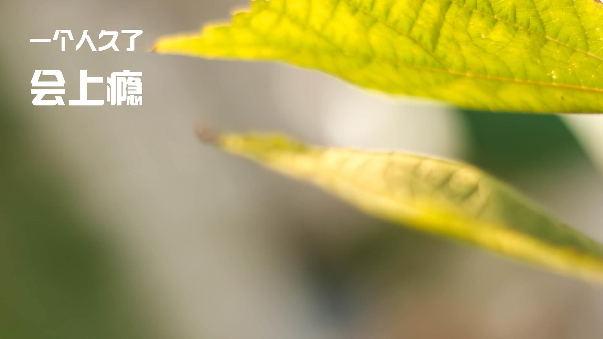 九游官网入口-张雨霏复出后状态迅速回暖，张雨霏神仙颜值