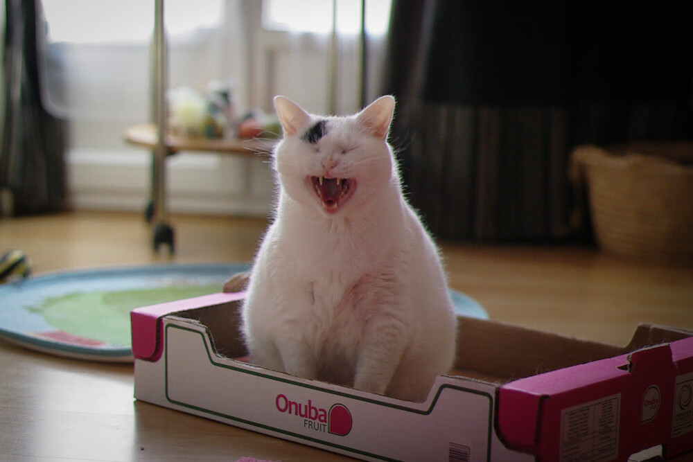 九游网页版入口-意甲精彩配合：精彩瞬间层出不穷！，意甲录像集锦